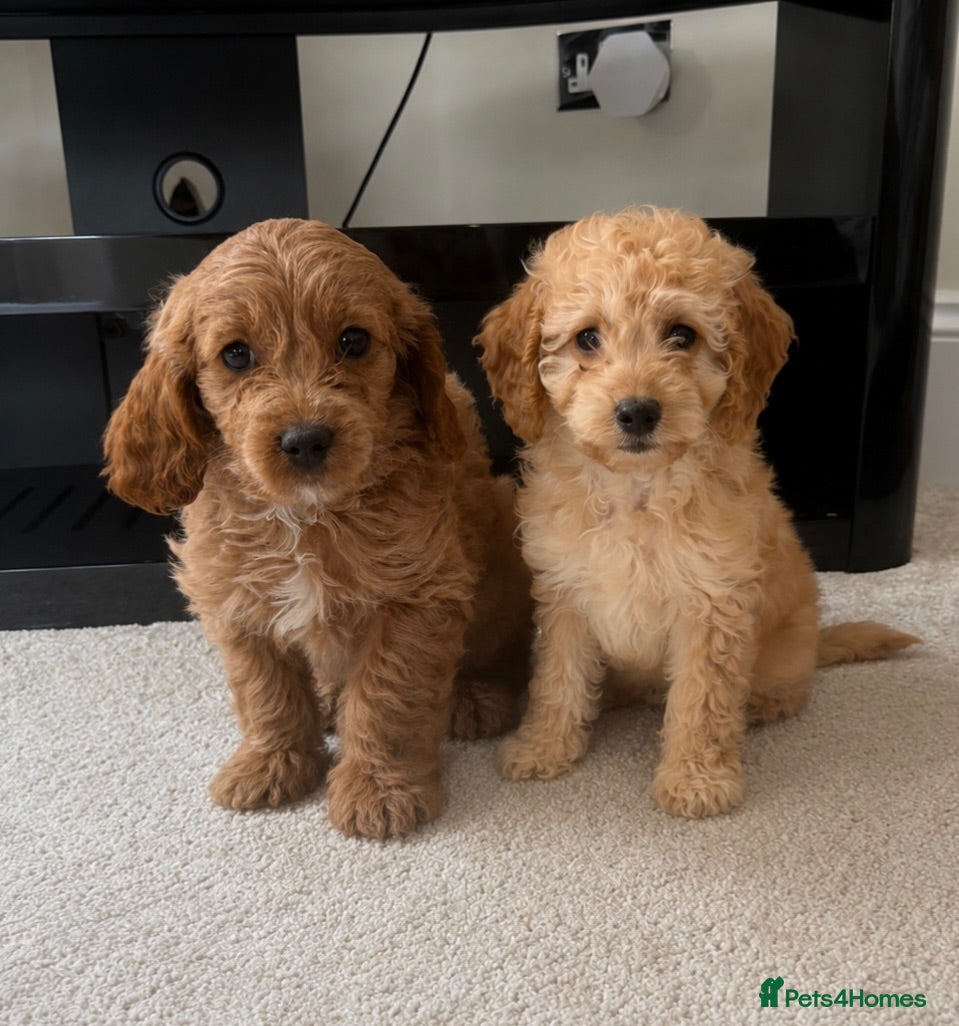 Cavapoo dogs Extensively health tested red Cavapoo babies - Advert 2