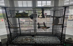 Parakeets birds for sale: Blue ring neck parakeet  - Image 4