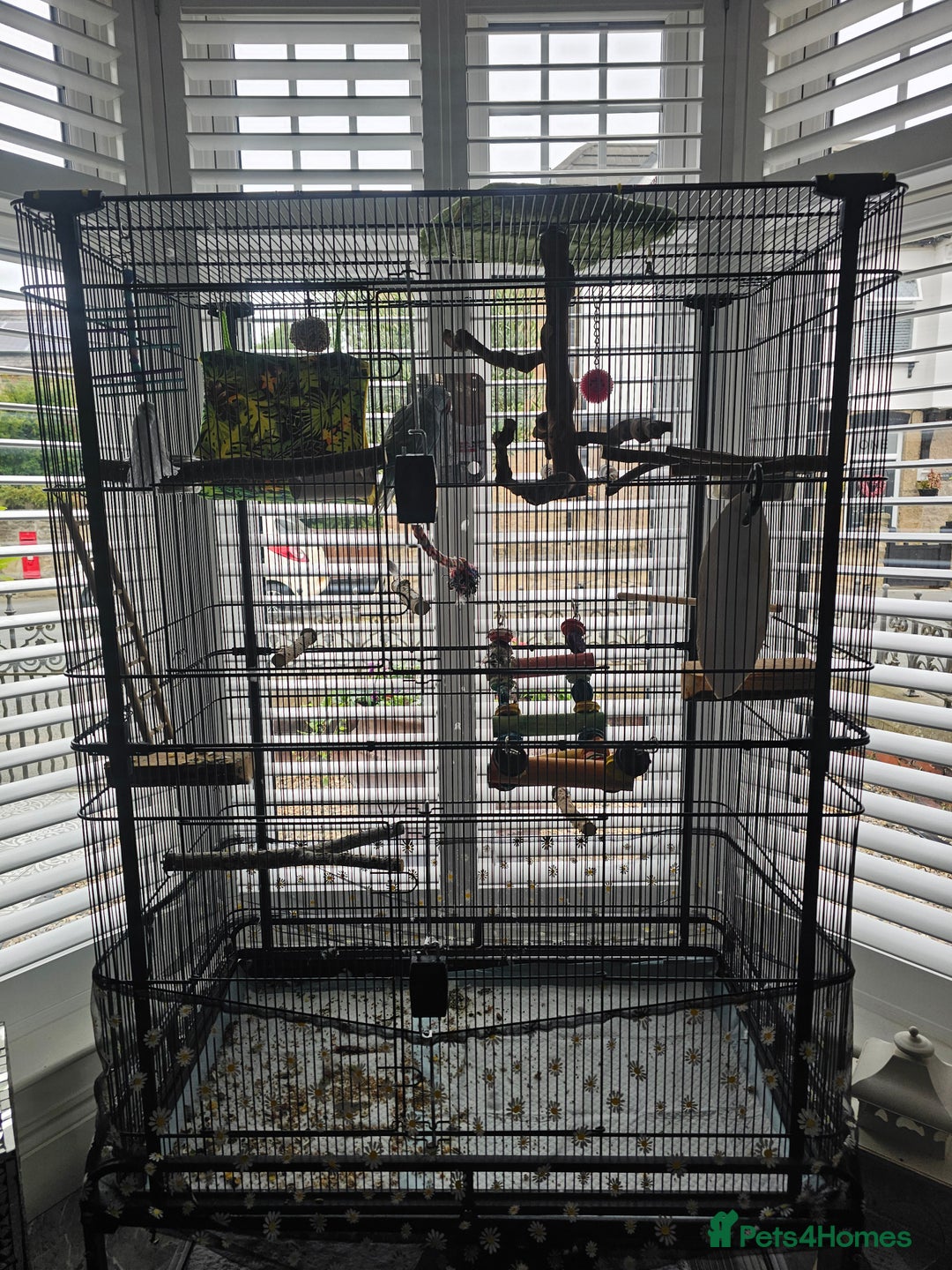 Parakeets birds for sale: Blue ring neck parakeet  - Image 4