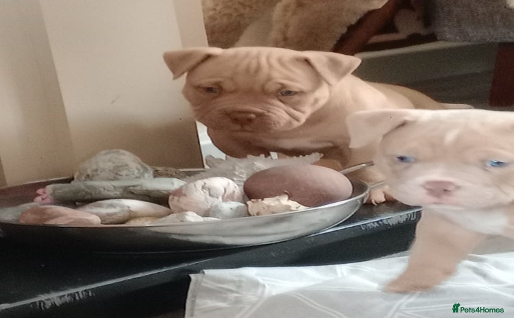 American Bully dogs - Advert 6