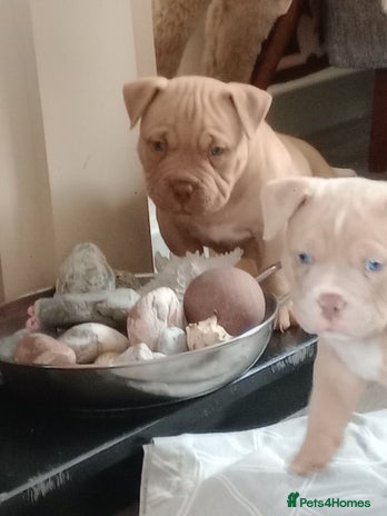 American Bully dogs - Advert 6