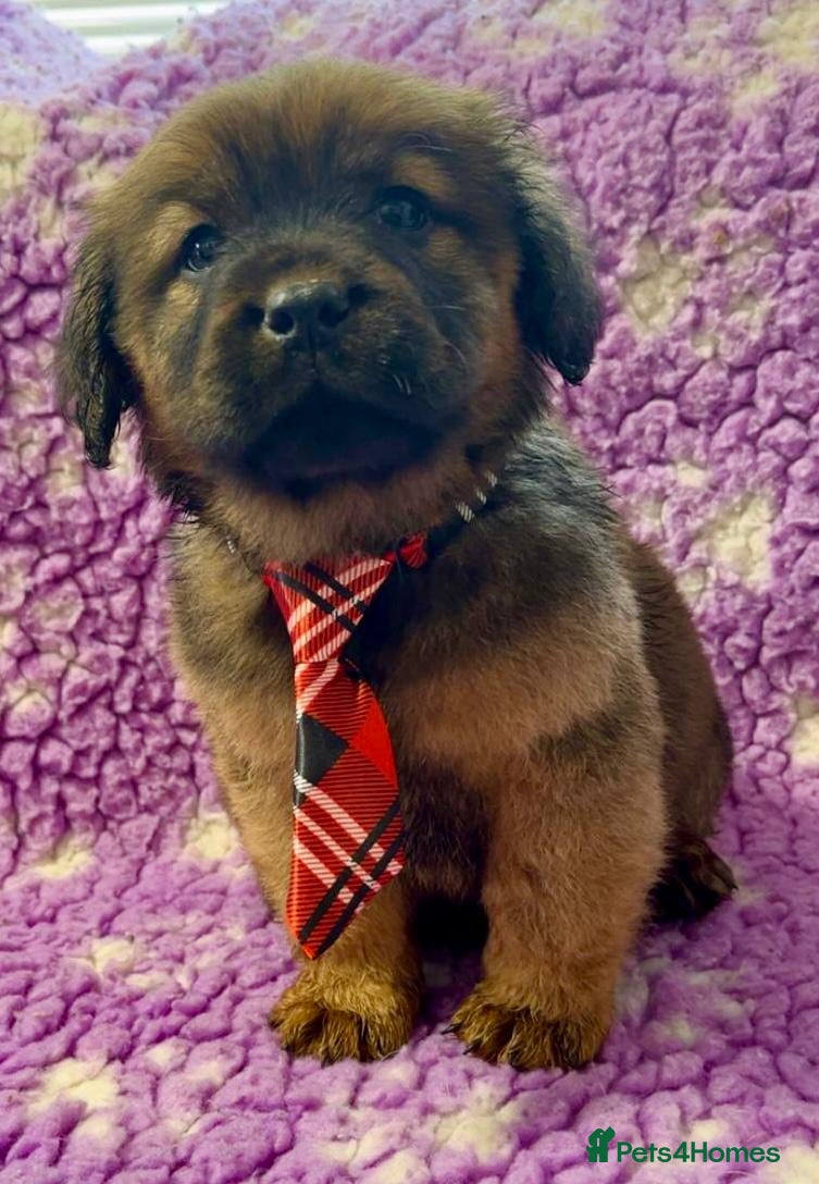 Mixed Breed dogs Gorgeous chow chow x cocker pups  - Advert 2