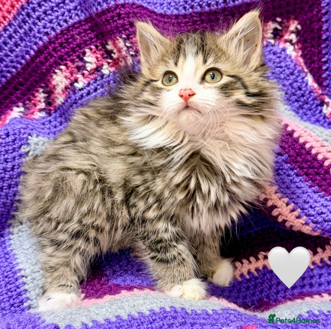 Maine Coon cats 💖 MAINE COON X RAGDOLL *PARENTS HEALTH TESTED* 💖 - Advert 1