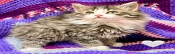Maine Coon cats for sale: 💖 MAINE COON X RAGDOLL *PARENTS HEALTH TESTED* 💖 - Advert 1