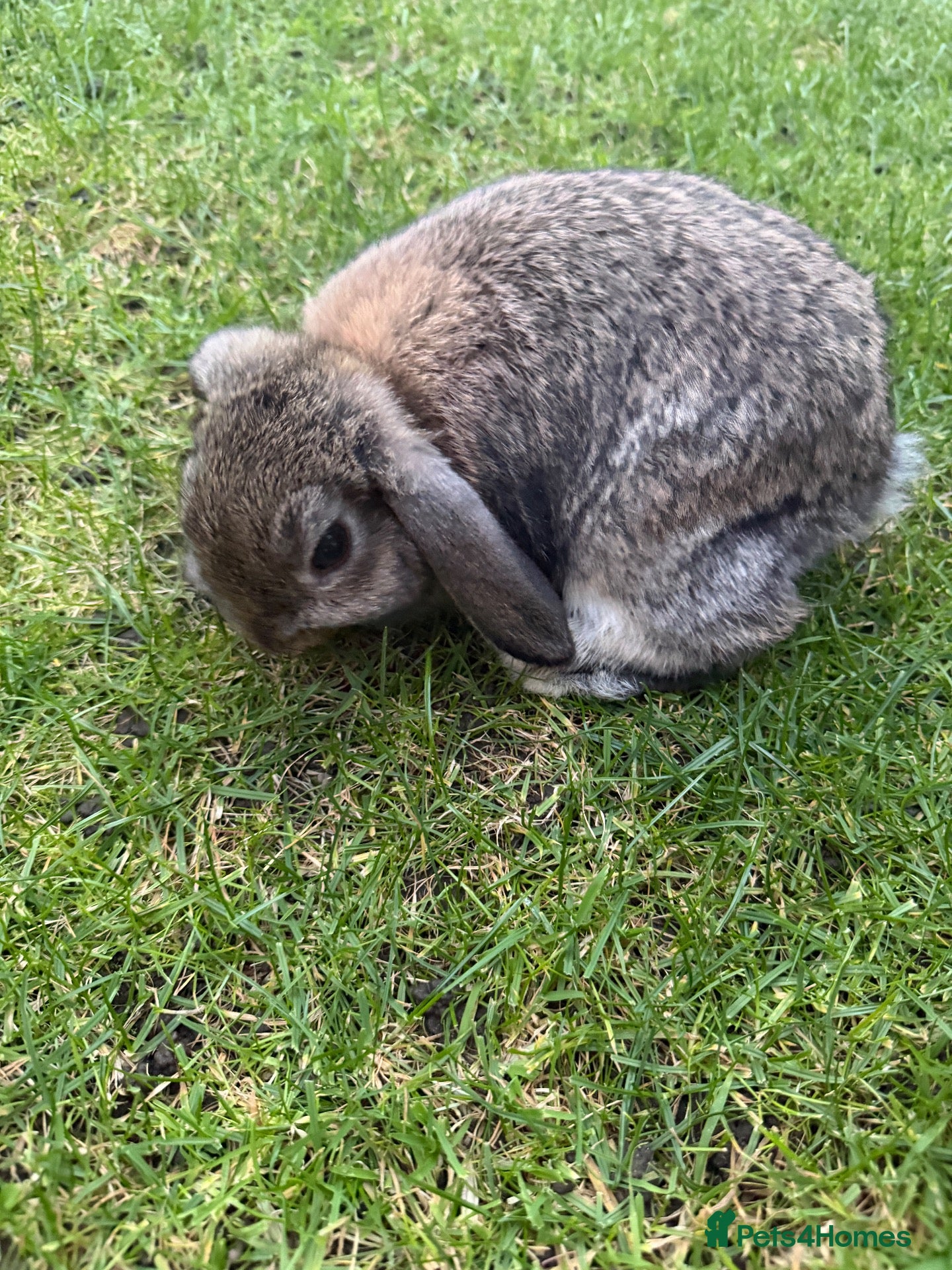 Mini Lop rabbits for sale: Mini lops ready for there new homes 🐰 - Advert 11