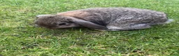 Mini Lop rabbits for sale: Mini lops ready for there new homes 🐰 - Advert 1