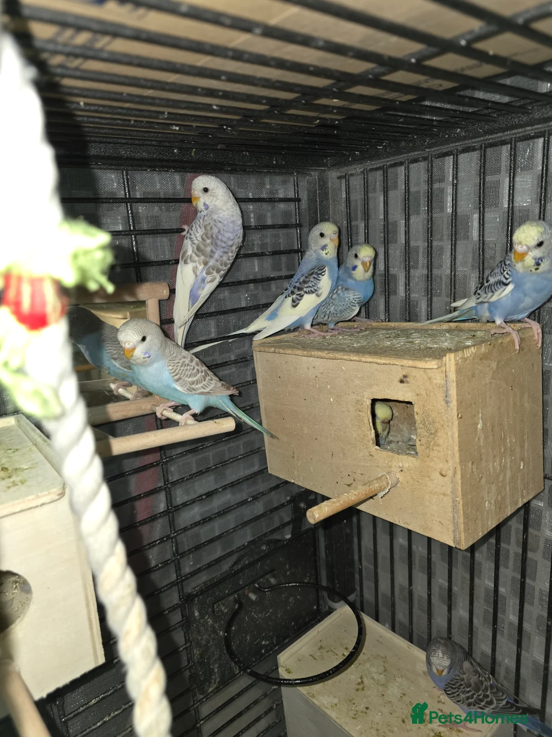 Budgerigars birds for sale: Budgies for sale - Advert 19