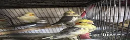 Cockatiels birds for sale: Cockatiels and Budgies birds  in London - Advert 4