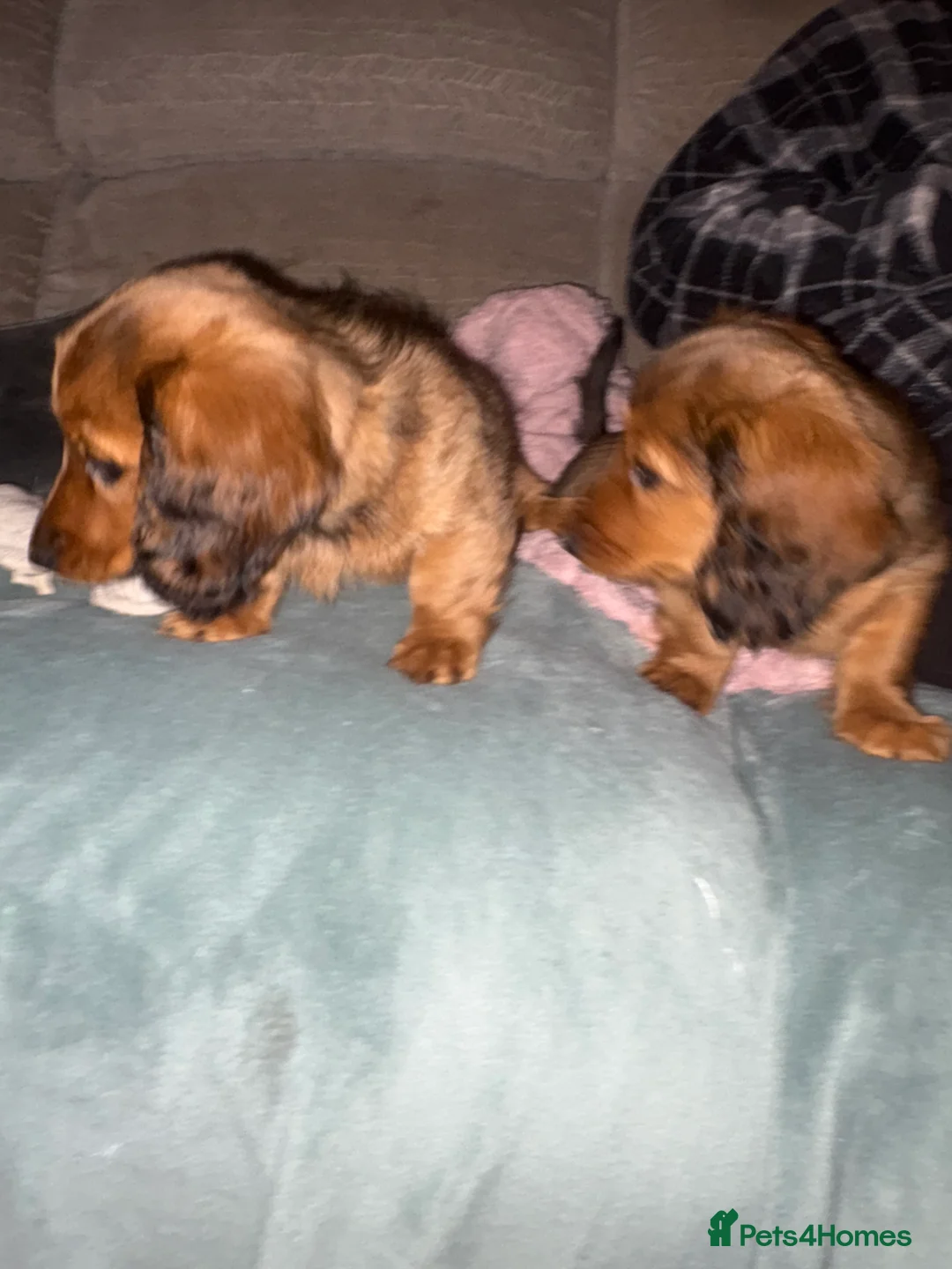 Dachshund dogs for sale: 2x Red dapple Dachshund puppies ready to go.. - Advert 16