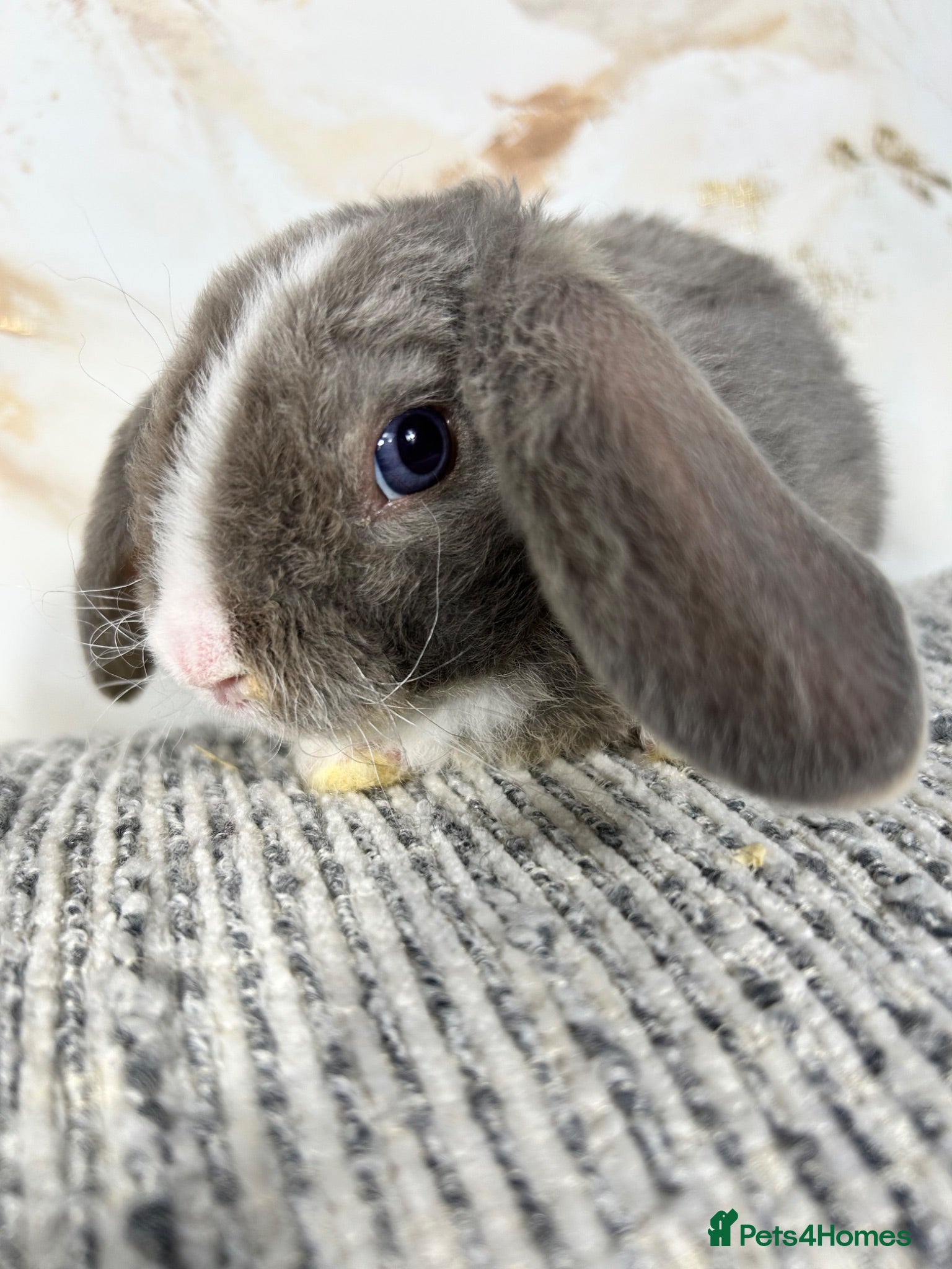 Mini Lop rabbits 🦋 Mini plush lop Babys 🦋 - Advert 1