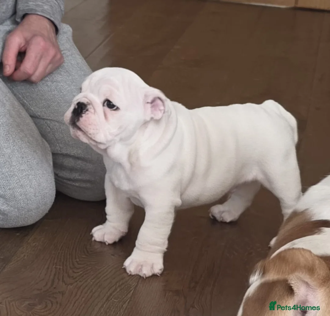 English Bulldog dogs for sale: Male bulldog puppy  in Brampton - Advert 2