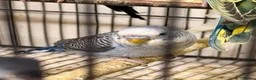 Budgerigars birds for sale: Budgies BW and Split BW - Advert 14