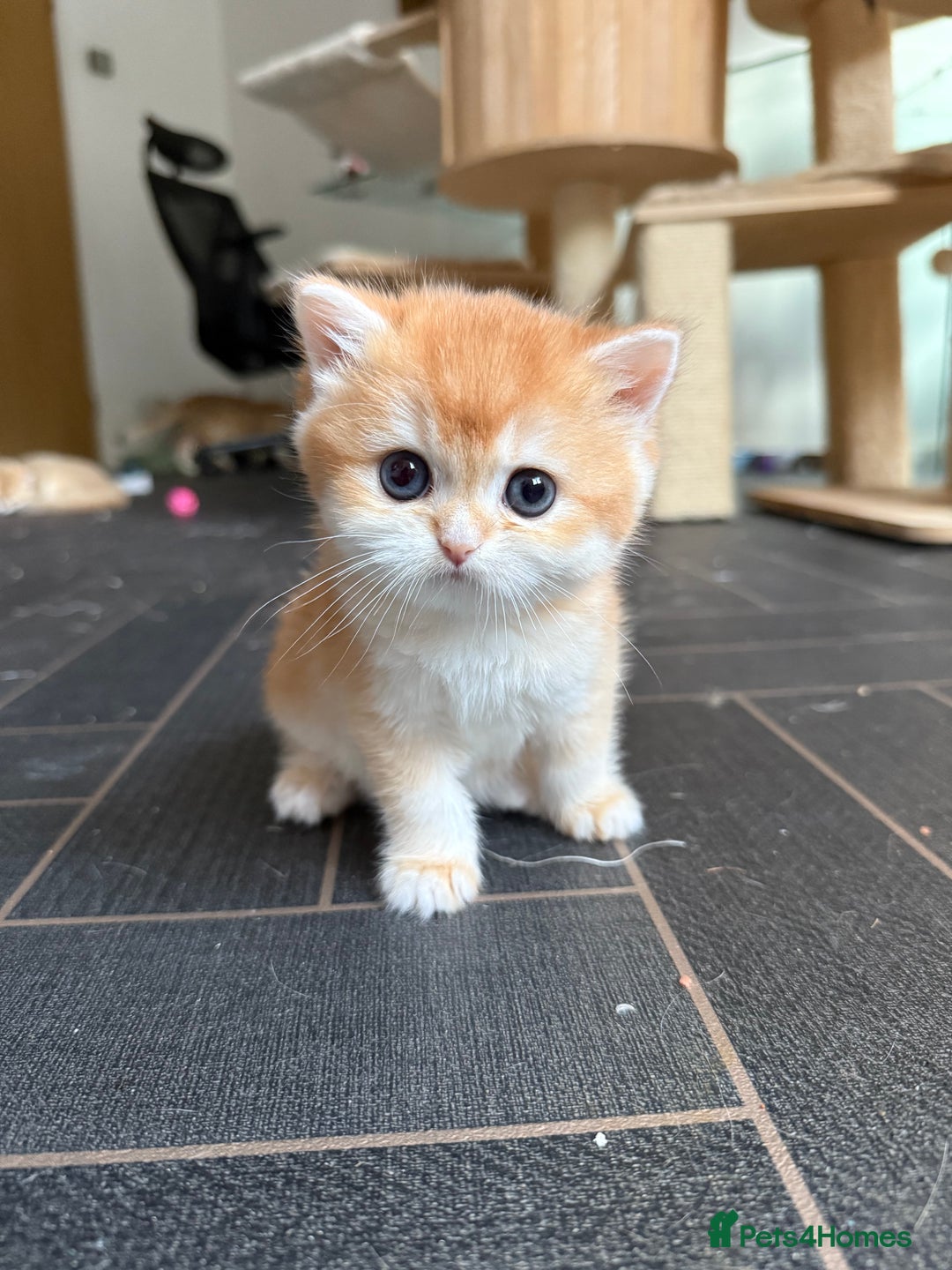 British Shorthair cats for sale: GCCFreg BSH & BLH Chocolate & Black Golden Kittens - Advert 14