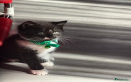 British Shorthair cats for sale: Beautiful bred British shorthairs  - Image 36