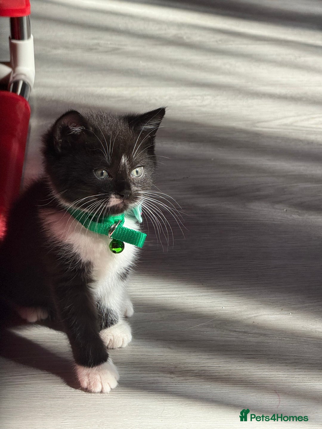 British Shorthair cats for sale: Beautiful bred British shorthairs  - Image 36