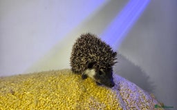 Pygmy Hedgehog rodents for sale: Males and a female pygmy hedgehogs - Image 9