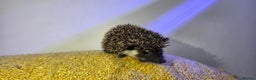 Pygmy Hedgehog rodents for sale: Males and a female pygmy hedgehogs - Advert 9