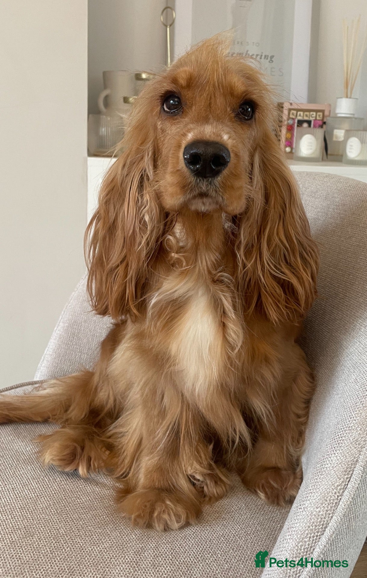 Cocker Spaniel dogs for sale: Beautiful Show Type Cocker Spaniels - Advert 1