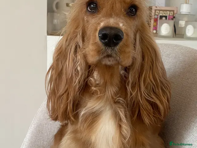 Cocker Spaniel dogs for sale: Beautiful Show Type Cocker Spaniels - Advert 1