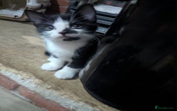 British Shorthair cats for sale: mixed tabby, black and white kittens  - Image 4