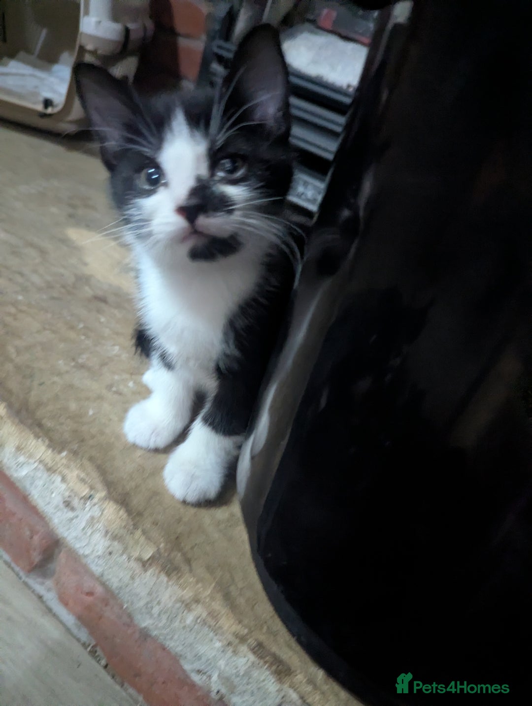 British Shorthair cats for sale: mixed tabby, black and white kittens  - Image 4