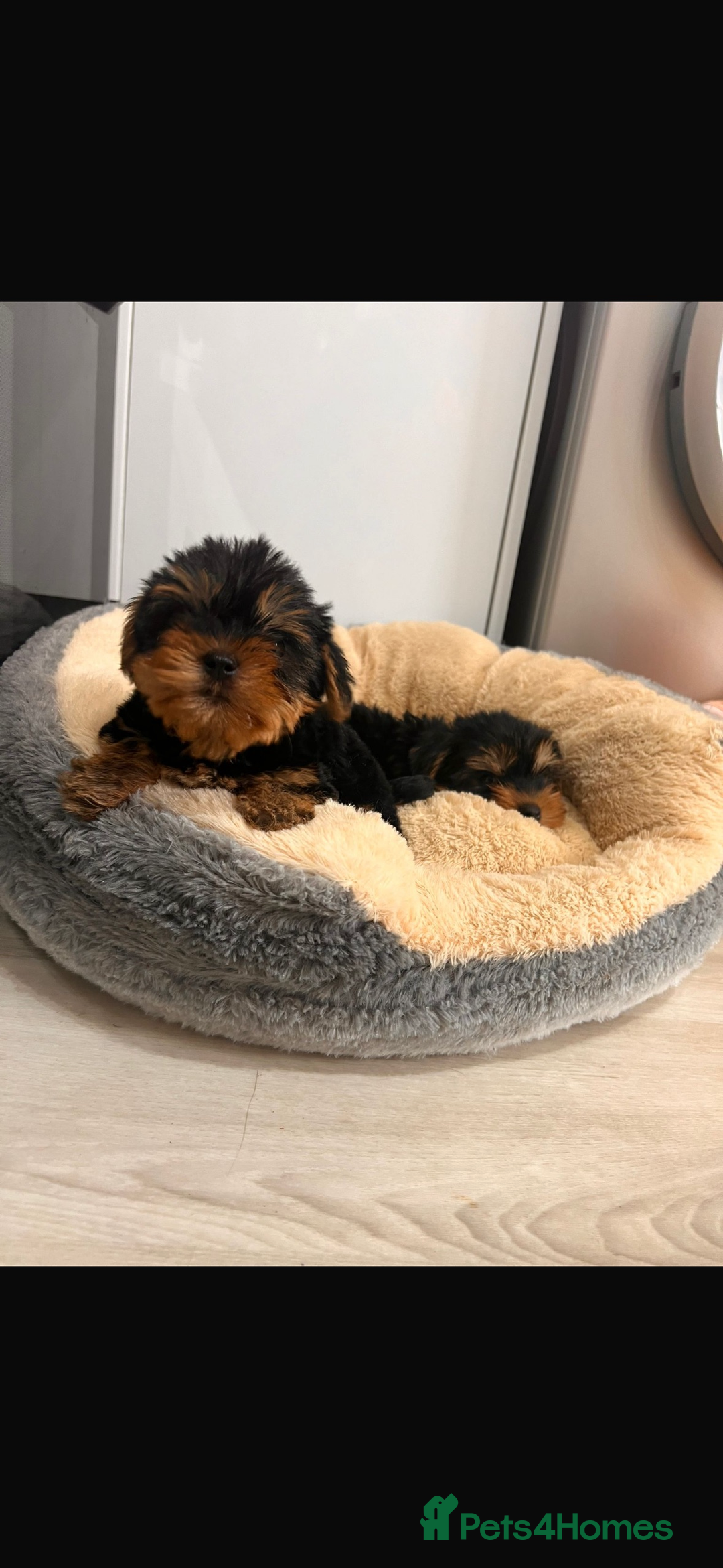Yorkshire Terrier dogs for sale: Yorkshire terrier puppies  - Image 4