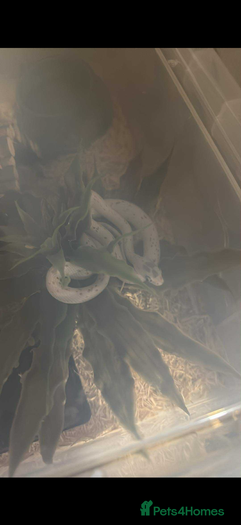 Corn Snake reptiles Two corn snakes  - Advert 2