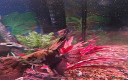 Angelfish fish for sale: Angel fish - Image 1