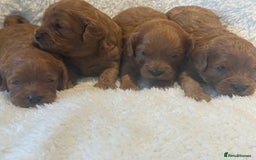 Cavapoo dogs for sale: F1 stunning red Cavapoo Girls  - Image 5