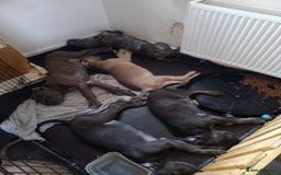 Cane Corso dogs for sale: Cane Corso puppy the best gard dog  in Edinburgh - Image 16