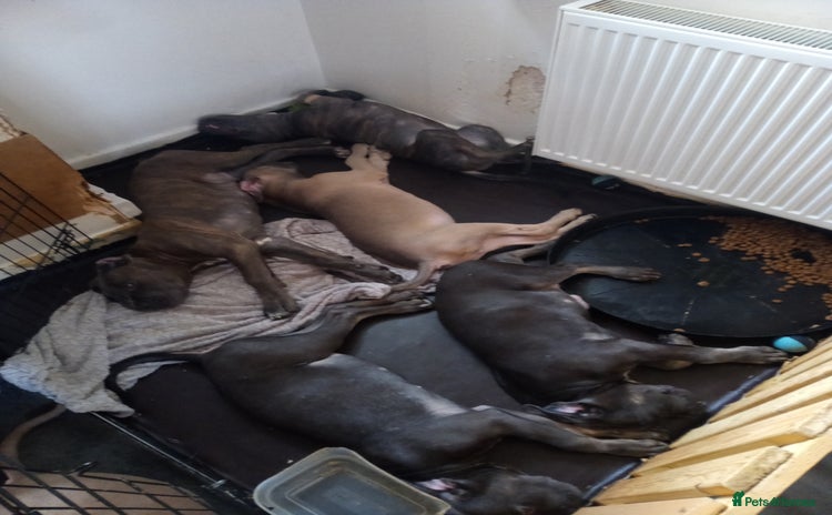 Cane Corso dogs in Edinburgh - Advert 1