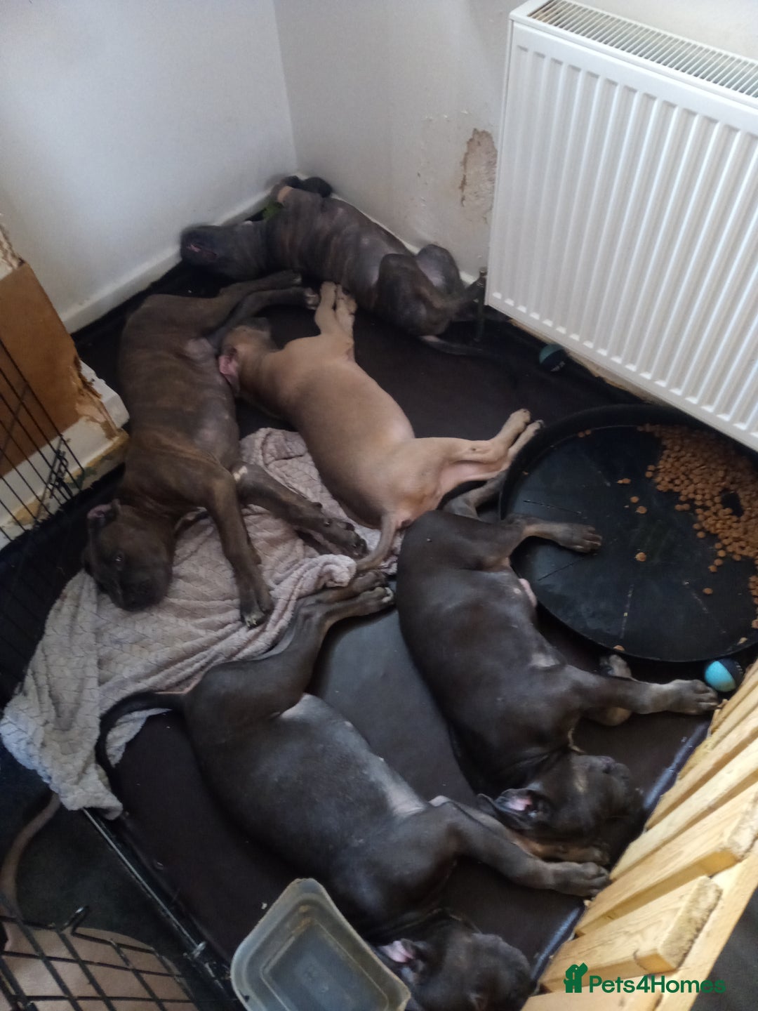 Cane Corso dogs for sale: Cane Corso puppy the best gard dog  in Edinburgh - Image 16