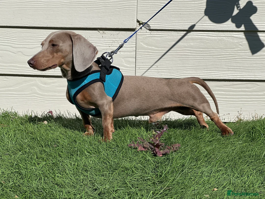 Dachshund dogs for stud: KC Isabella Rabbit Dachshund 2.7kg in Basildon - Advert 7