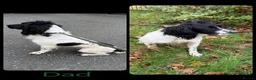 English Springer Spaniel dogs for sale: KC Registered English Springer Spaniel Pups  - Advert 3