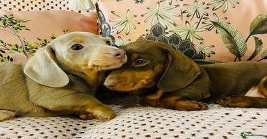 Miniature Dachshund dogs Miniature Dachshund puppies for sale  - Advert 5