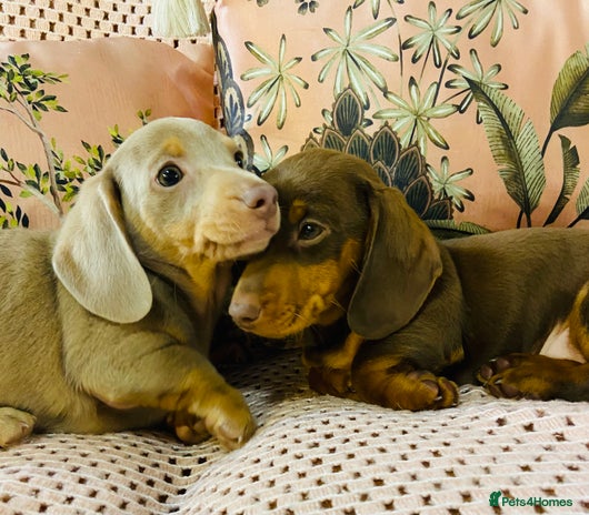 Miniature Dachshund dogs Miniature Dachshund puppies for sale - Advert 8