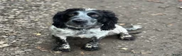 Sprocker dogs for sale: Adorable sprockers - Advert 2