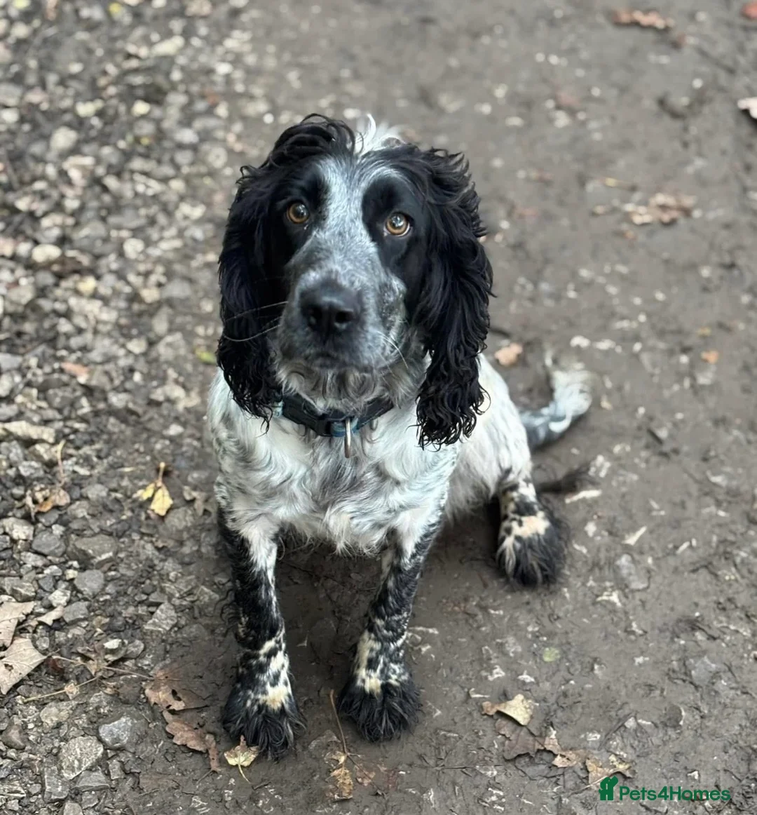 Sprocker dogs for sale: Adorable sprockers - Advert 2