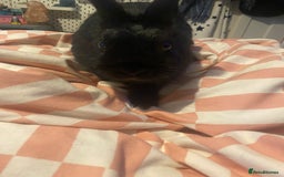 Mixed Breed rabbits for sale: 8 month old rabbits need rehoming ASAP - Image 4