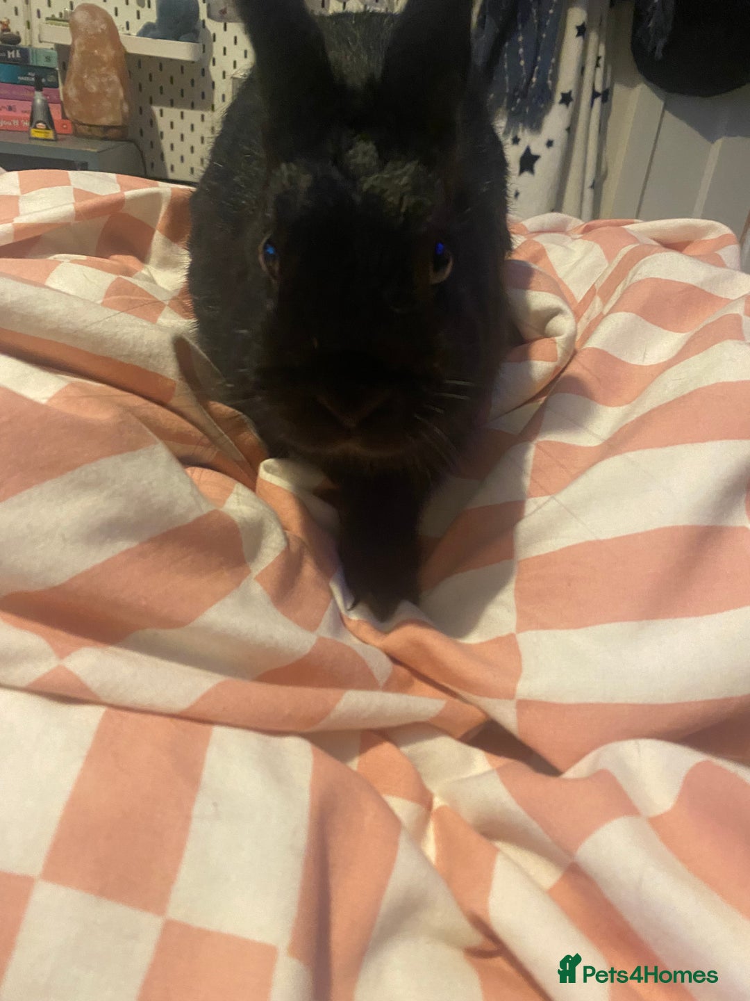 Mixed Breed rabbits for sale: 8 month old rabbits need rehoming ASAP - Image 4