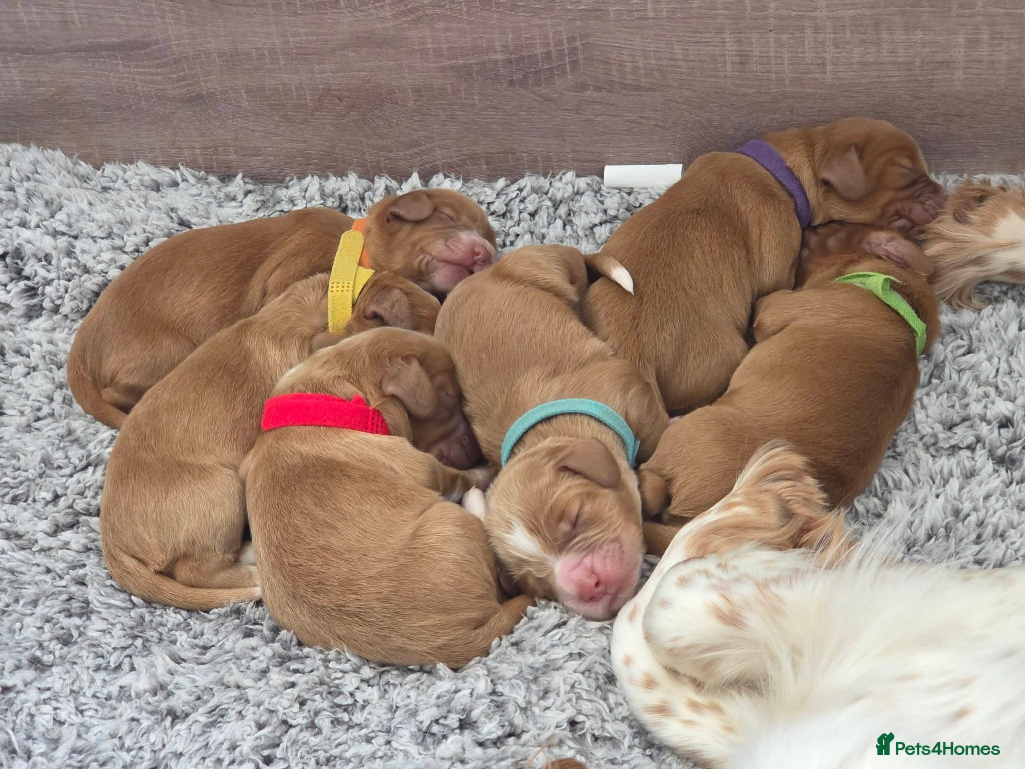 Cocker Spaniel dogs 6 red cocker spaniel puppies - Advert 1