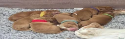 Cocker Spaniel dogs for sale: 6 red cocker spaniel puppies in Bridlington - Advert 1