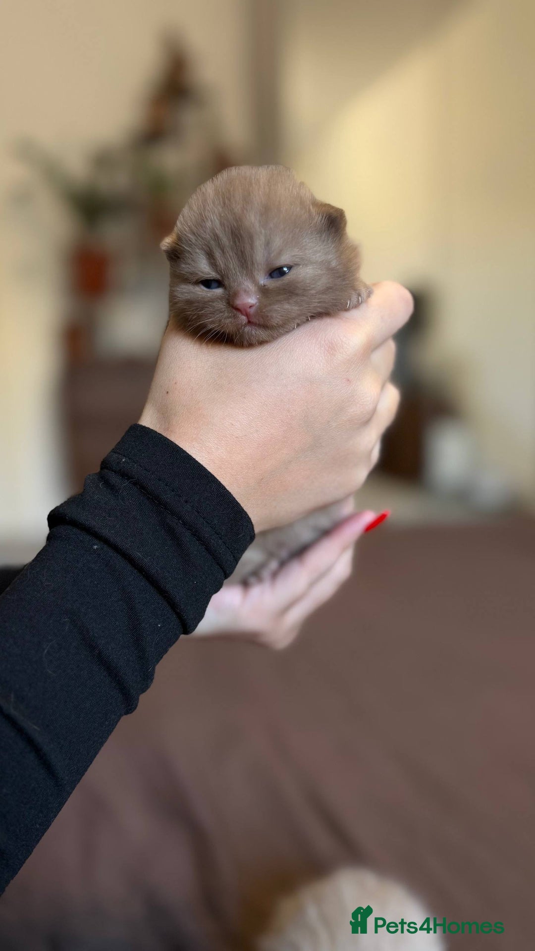 British Shorthair cats for sale: Luxury British Shorthair Kittens | Cinnamon & Fawn - Advert 5