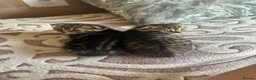 Scottish Fold cats for sale: Beautiful scotish fold  - Advert 6