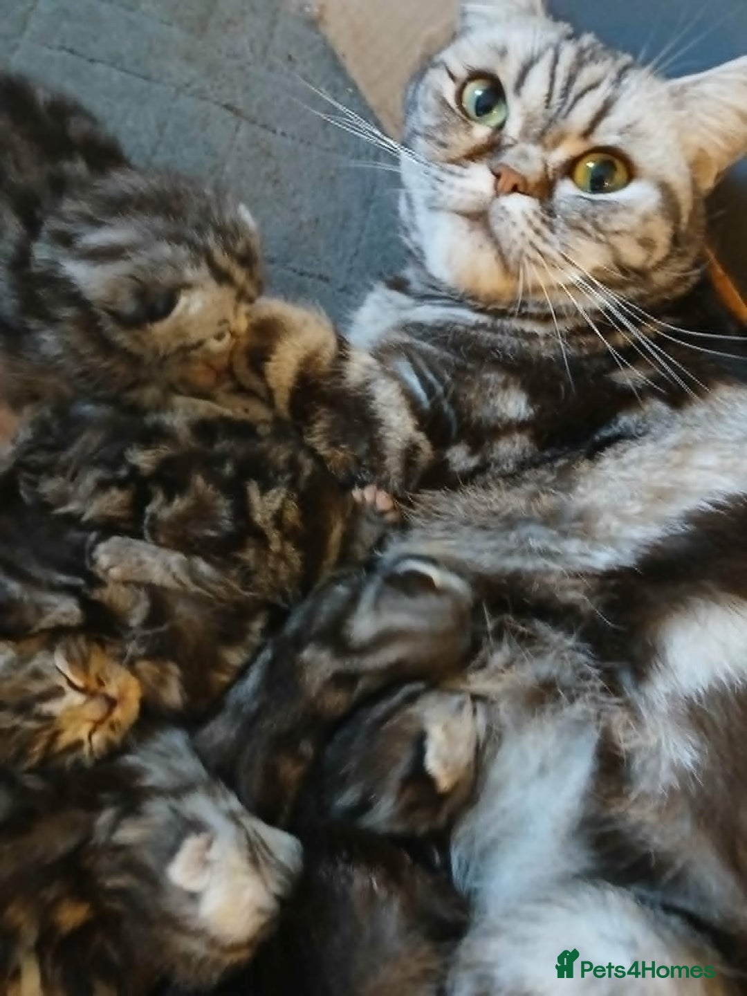 British Shorthair cats for sale: BshTabby kittens.GCCF.Available on 15.February . - Advert 13