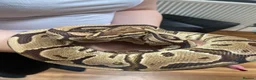 Mixed Breed reptiles for sale: 3 beautiful ball pythons 2 female one male  in Sheffield - Advert 8