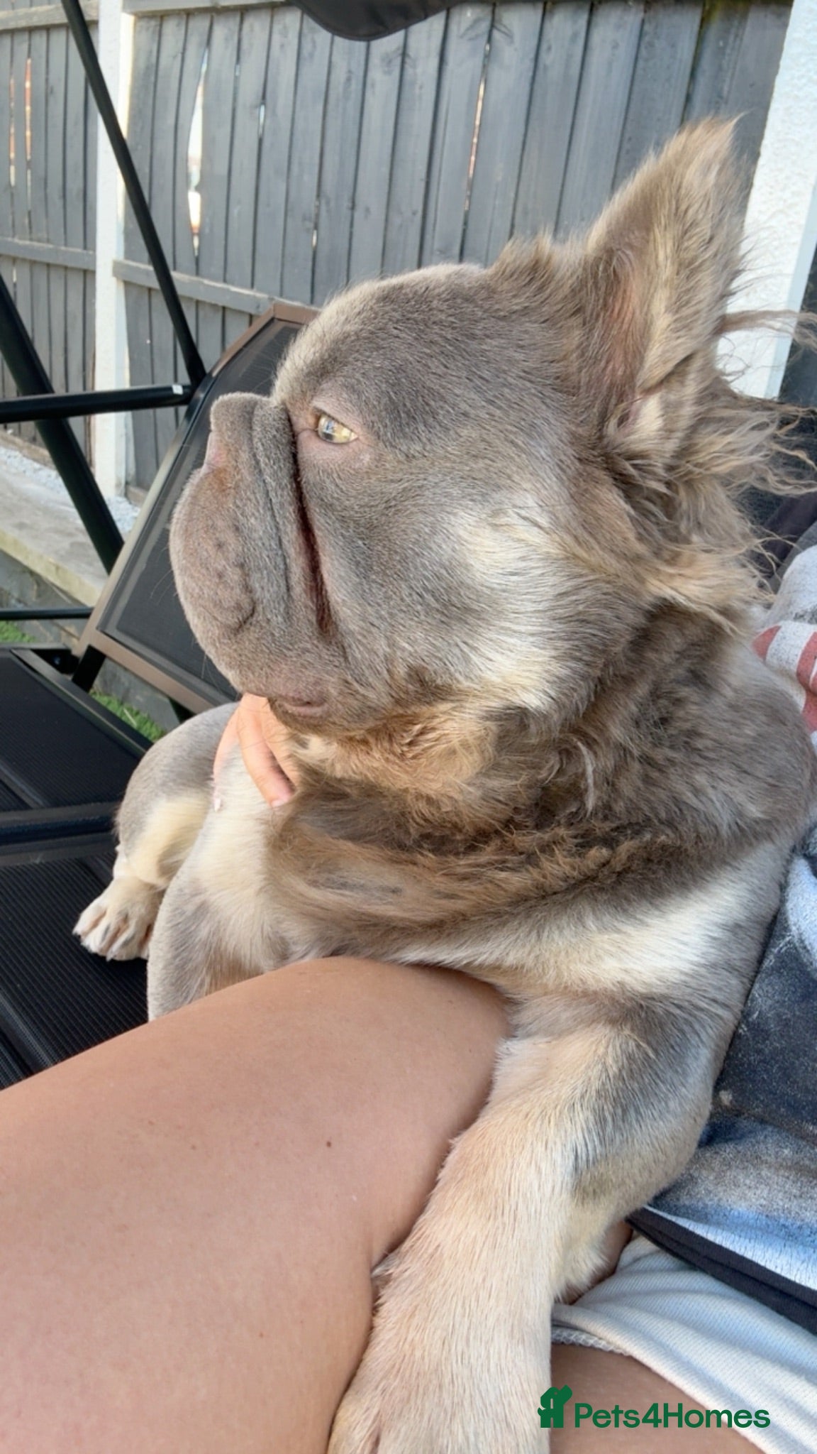 French Bulldog dogs Lilac and Tan Fluffy Male - Advert 1
