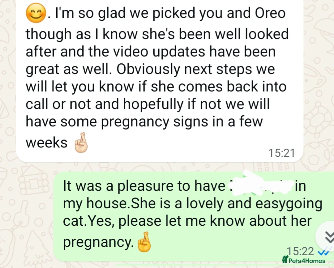 Ragdoll cats for stud: GCCF/TICA register, EU Ragdoll CHAMPIONSHIP STATUS in London - Advert 6