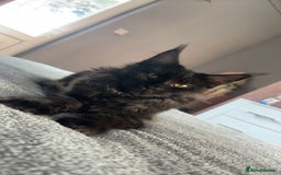 Maine Coon cats for sale: beautiful mainecoon sisters  - Image 2