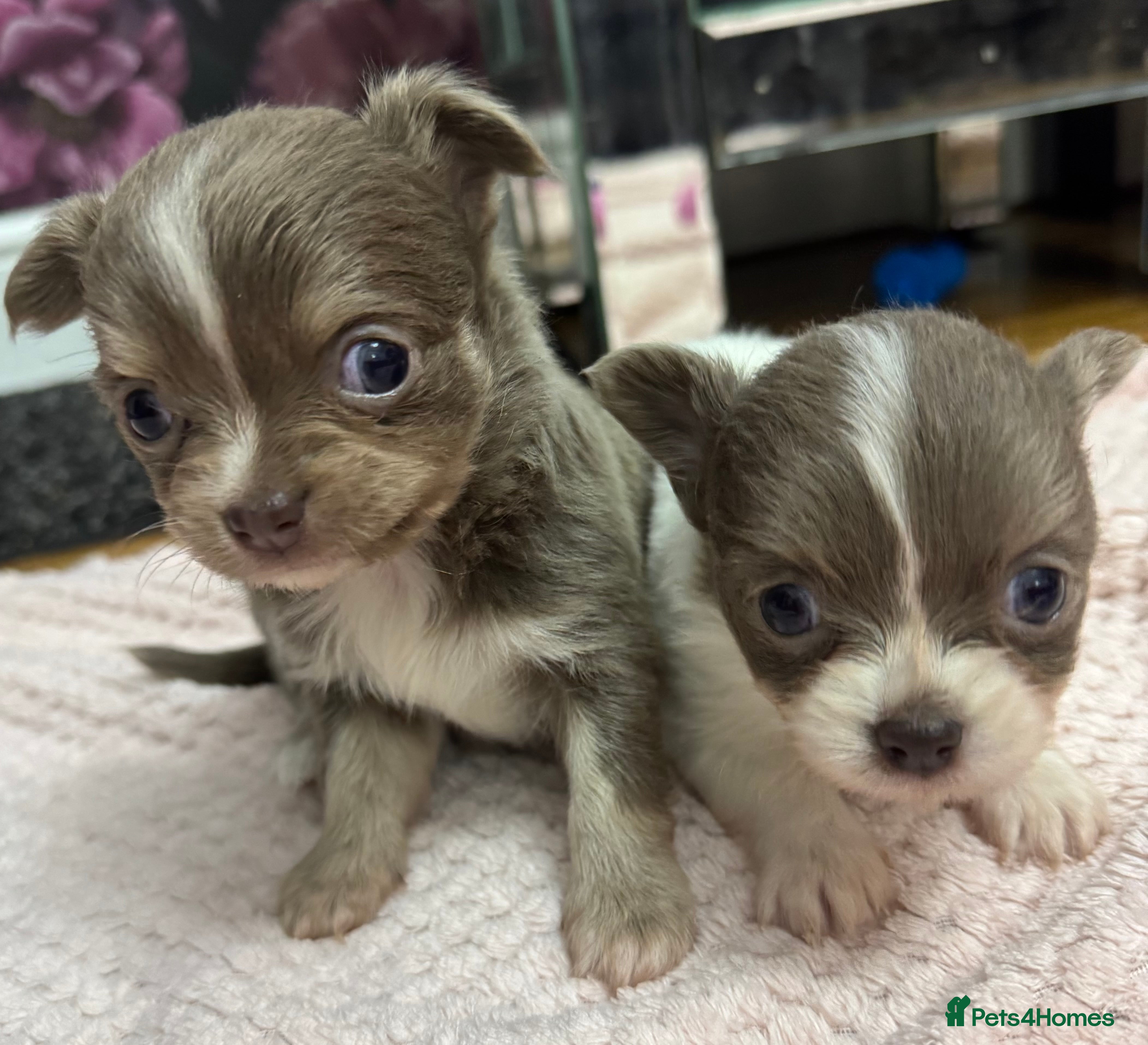 Chihuahua dogs Stunning Long Haired Chihuahuas - Advert 5